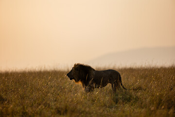 Male African lion in golden Maasai Mara grassland © mktuteja