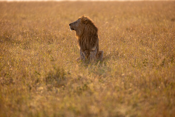 Male African lion in golden Maasai Mara grassland © mktuteja