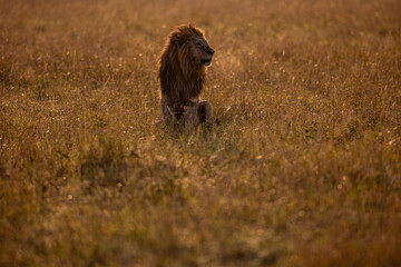 Male African lion in golden Maasai Mara grassland © mktuteja