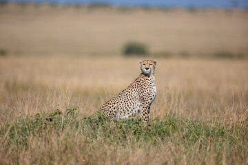 Alert cheetah sitting in Maasai Mara grassland © mktuteja