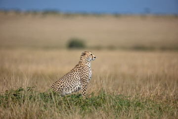 Alert cheetah sitting in Maasai Mara grassland © mktuteja