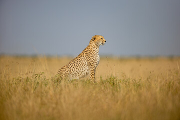 Alert cheetah sitting in Maasai Mara grassland © mktuteja