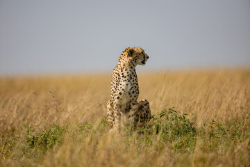 Alert cheetah sitting in Maasai Mara grassland © mktuteja