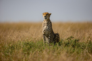 Alert cheetah sitting in Maasai Mara grassland © mktuteja