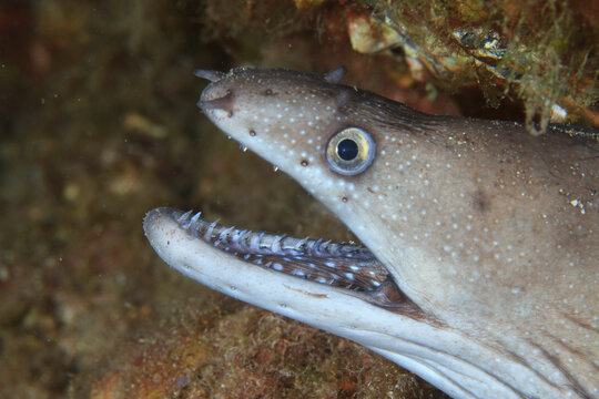 A moray eel shows us its teeth in profile