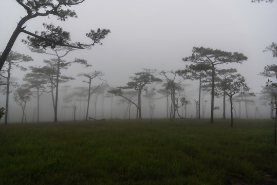Phu Soi Dao National Park in the rainy season with mist covering the trees and forest has a beautiful and refreshing nature. Located in Thailand