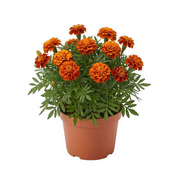 Potted marigold plant with vibrant orange flowers isolated on transparent background