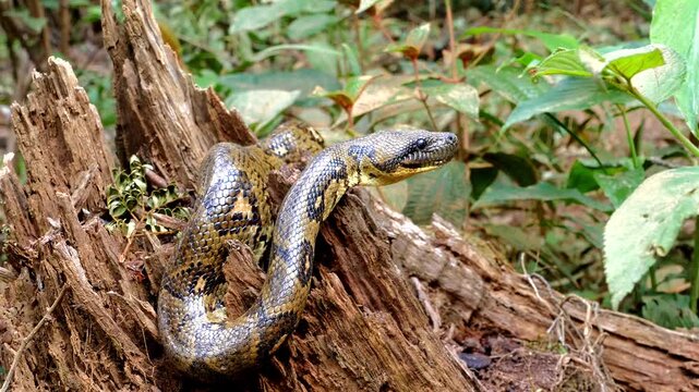 Madagascar tree boa, Sanzinia madagascariensis, glides over tree stump, slings 507   
