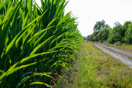 Green Cornfield Beside a Rural Dirt Road