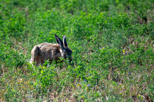 European Brown Hare in a Green Meadow
