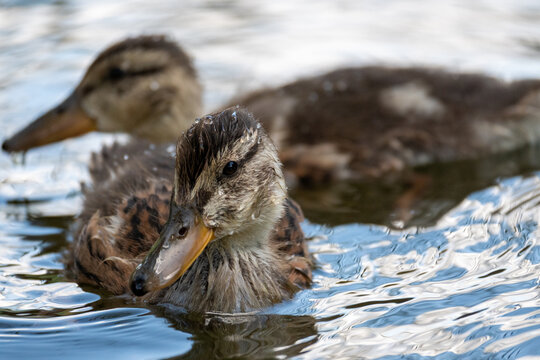 Cute Mallard Duckling Swimming in a Pond