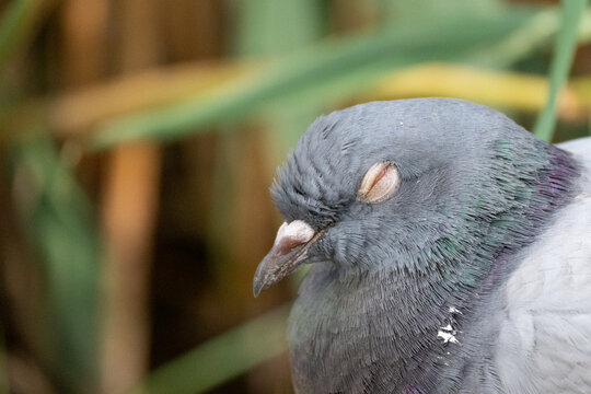 Close Up Portrait of a Sleeping Rock Pigeon