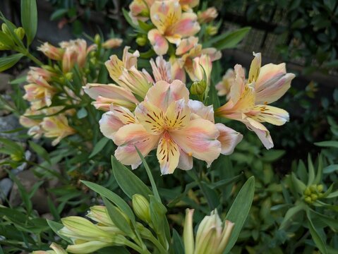 Beautiful Alstroemeria Flowers Blooming in a Garden