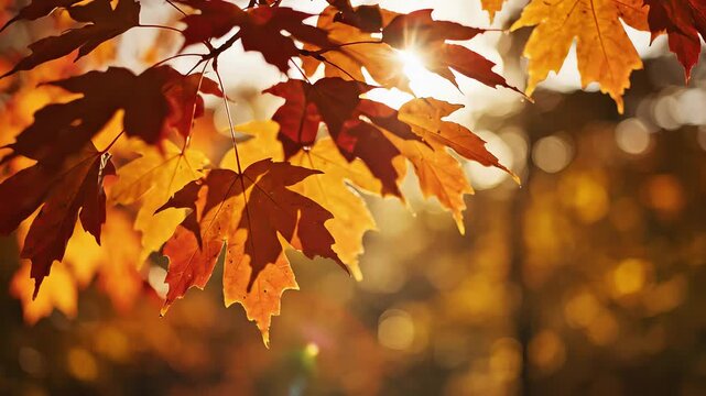 Close-up of vibrant red and orange maple leaves illuminated by warm sunlight, showcasing the beauty of autumn foliage against a soft, blurred background