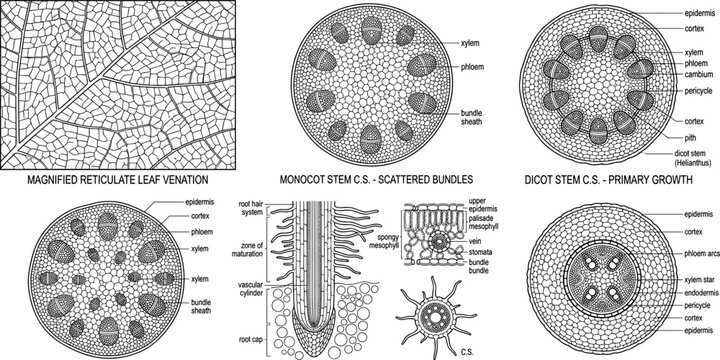 Plant Anatomy Cross Section Diagrams Showing Monocot Dicot Stem Leaf Venation and Root Structure