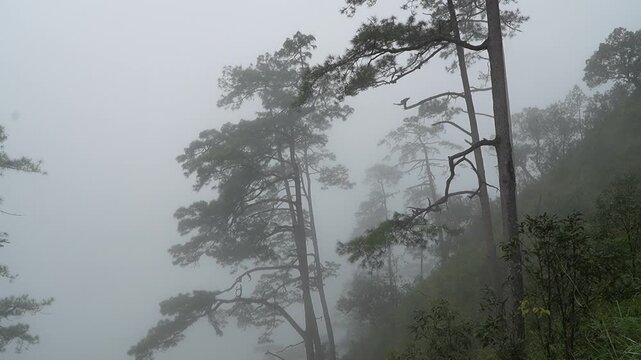 Wind Blowing Pine Trees on a Misty Mountain in Natural Forest Landscape