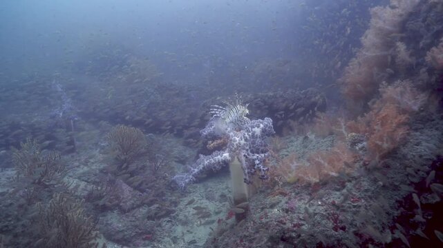 soft corals, and small fish, Dendronephthya, and schooling fish