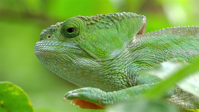 Parson&rsquo;s cameleon, Calumma parsonii cristifer, close, moves only the eyes 622 
