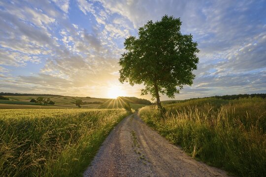 A lonely tree next to a dirt road at sunset, surrounded by vast fields and picturesque clouds, Rosshof, Gro&szlig;heubach, Miltenberg, Spessart, Bavaria, Germany