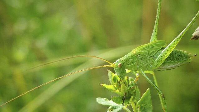 Close-up of a great green bush cricket (Tettigonia viridissima) perched on a leaf in a natural setting full of grass, Frankenwald nature park Park, Upper Franconia