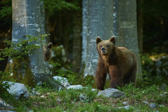 A brown bear looks intently through the trees in the nature reserve, European brown bear (Ursus arctos), Slovenia