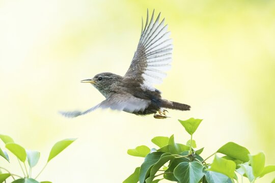 A wren (Troglodytes troglodytes) flies over green leaves in a natural setting, Hesse, Germany