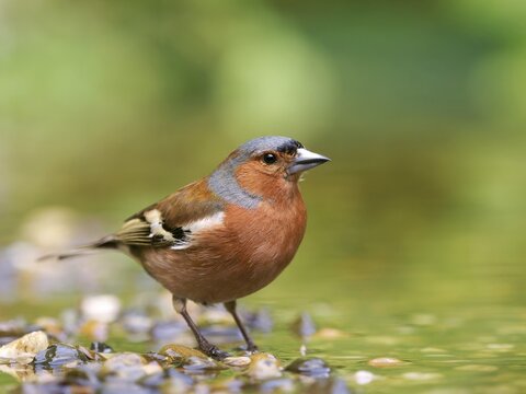 Chaffinch (Fringilla coelebs), a male standing on a gravel island in shallow water, Solms, Hesse, Germany