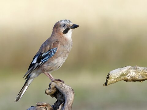 A jay (Garrulus glandarius) perched on a root, Solms, Hesse, Germany