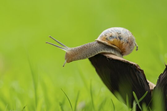 Garden snail (Cornu aspersum) adult mollusca on a fungi on grass lawn, Suffolk, England, United Kingdom
