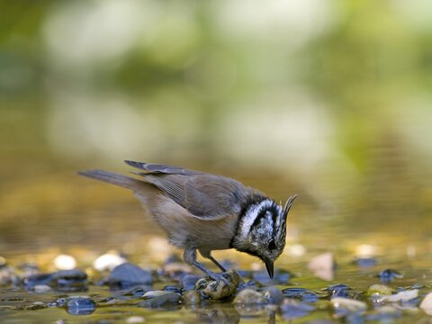 A crested tit (Parus cristatus) is standing on a gravel bank in shallow water, drinking, Hesse, Germany