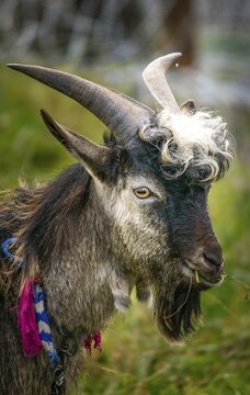Extraordinary stylish goat eating in the mounatins.Ukraine