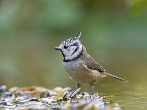 A crested tit (Parus cristatus) stands on a gravel bank in shallow water, Hesse, Germany