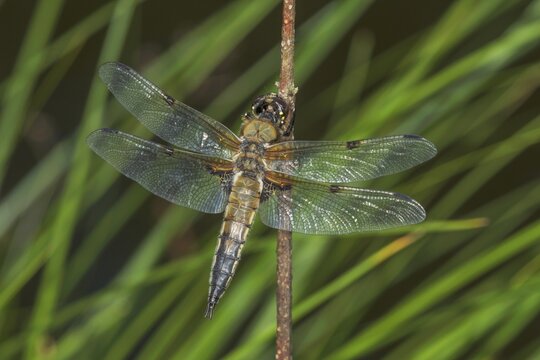 Four-spotted damselfly (Libellula quadrimaculata) with transparent wings on a branch against a green background, Baden-W&uuml;rttemberg, Germany