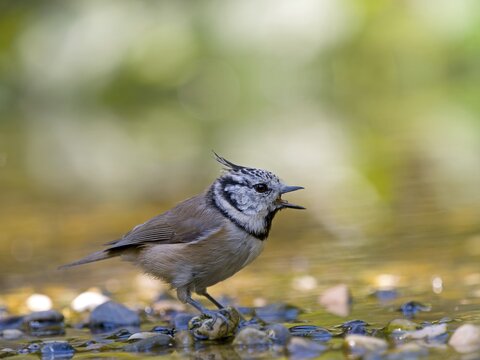A crested tit (Parus cristatus) stands on a gravel bank in shallow water and calls out, Hesse, Germany