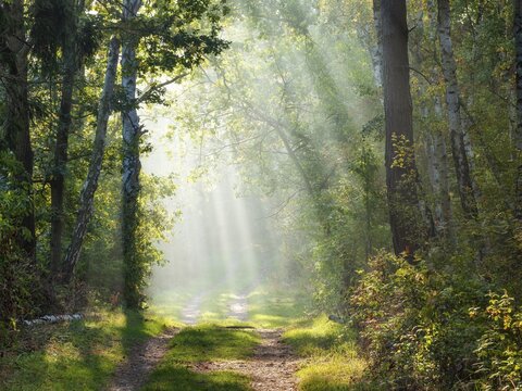 Hiking trail through mixed forest in the Harz foothills on the former inner-German border in autumn, sun rays break through morning fog, Gr&uuml;nes Band nature reserve, Osterwieck, Saxony-Anhalt, Germany