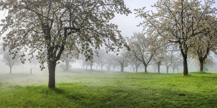 Orchard with blooming cherry trees in morning fog in spring, near Freyburg, Saxony-Anhalt, Germany