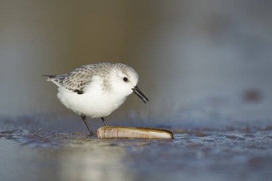 Sanderling (Calidris alba) adult wading bird in winter plumage feeding on a razorshell on a beach, Norfolk, England, United Kingdom