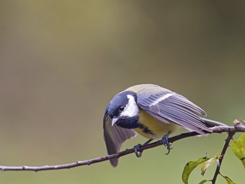 Great Tit (Parus major) perched on a branch with its wings spread, Hesse, Germany