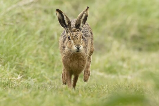 European brown hare (Lepus europaeus) adult animal running in grassland, England, United Kingdom