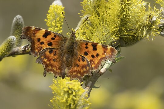 Comma butterfly (Polygonia c-album) adult insect feeding on Goat willow (Salix caprea) blossom in spring, Herefordshire, England, United Kingdom
