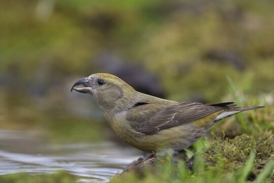 Common crossbill (Loxia curvirostra) adult female bird at a woodland water drinking pool, England, United Kingdom