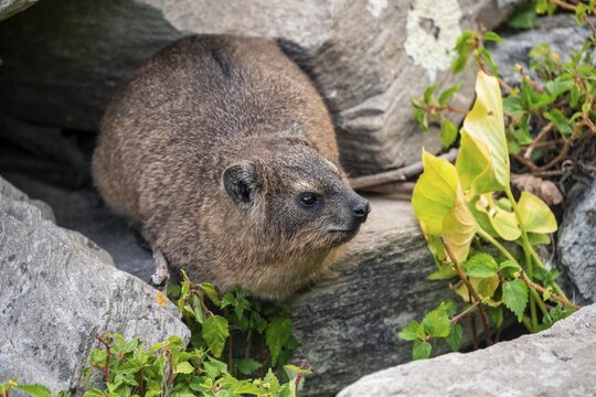 Steppe forest tree hog or southern tree hog (Dendrohyrax arboreus), South Africa