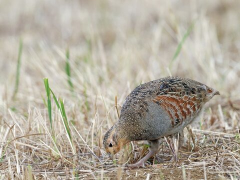 A partridge (Perdix perdix) foraging on a mown meadow, Solms, Hesse, Germany