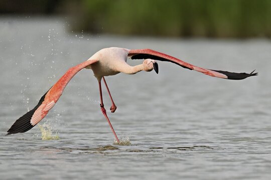 Pink flamingo (Phoenicopterus roseus), taking departure, Camargue Regional Nature Park, southern France, France