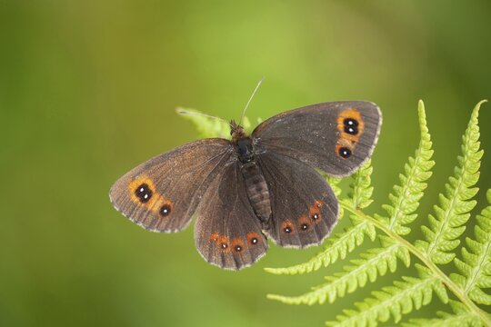 Scots argus butterfly (Erebia aethiops) adult insect on a bracken leaf in summer, Scotland, United Kingdom