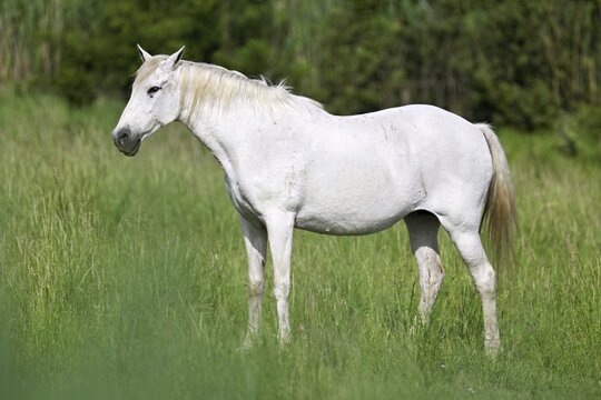 Camargue horse (Equus caballus), a mare standing in a meadow, Saintes-Marie-de-la-Mer, Camargue, southern France, France