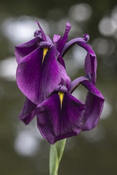 Japanese marsh iris (Iris ensata), Emsland, Lower Saxony, Germany
