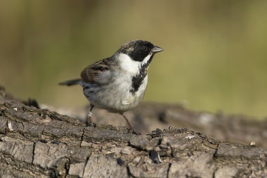 Reed bunting (Emberiza schoeniclus) adult male bird on a tree log, England, United Kingdom