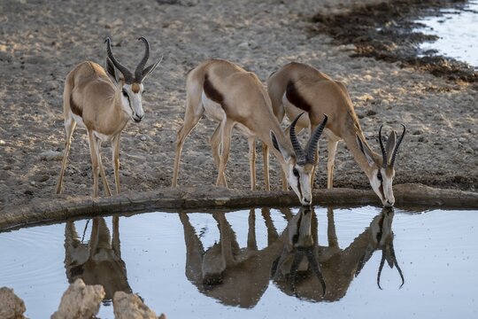 Kalahari springbok (Antidorcas hofmeyri) at a waterhole, South Africa