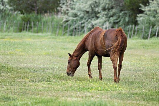 Horse (Equus caballus), mare grazing in a meadow, Saintes-Marie-de-la-Mer, Camargue, southern France, France